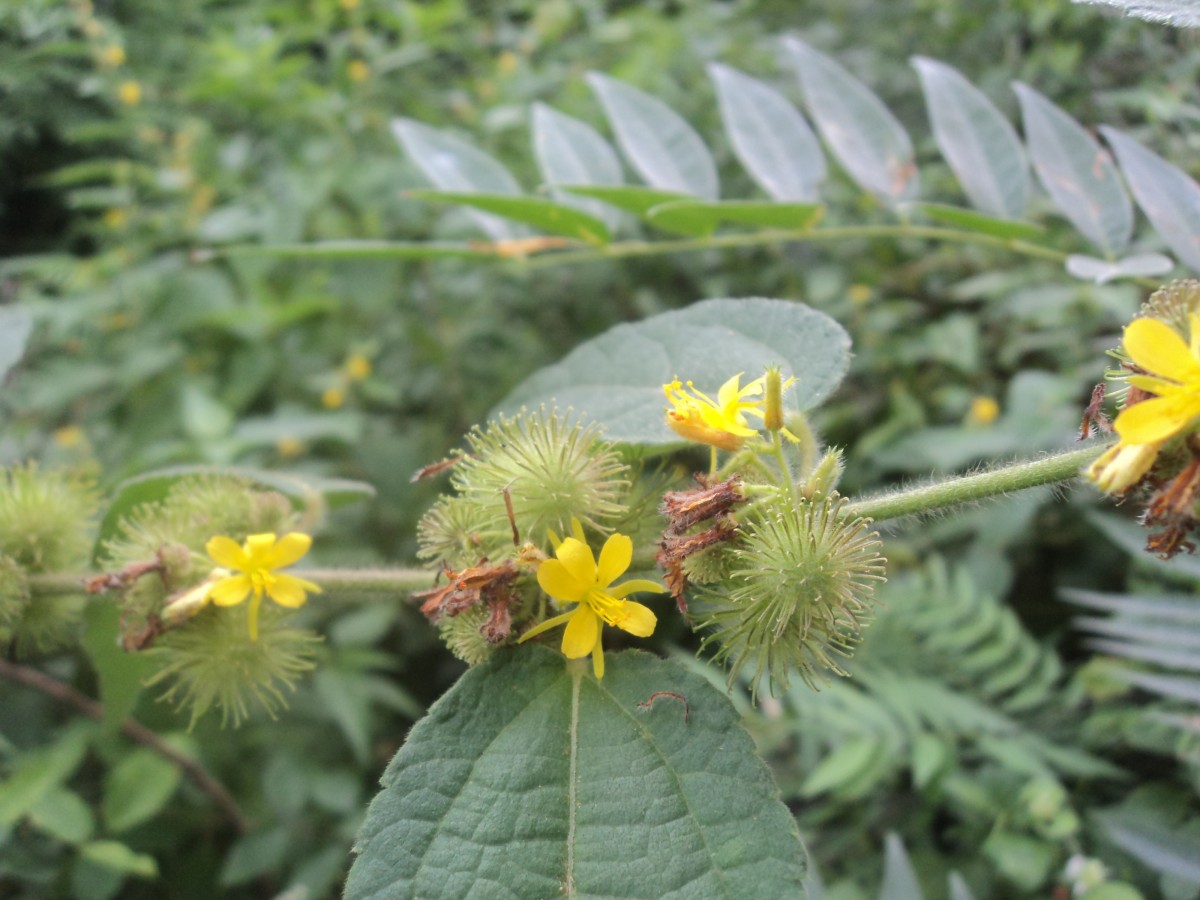 Triumfetta pilosa Roth